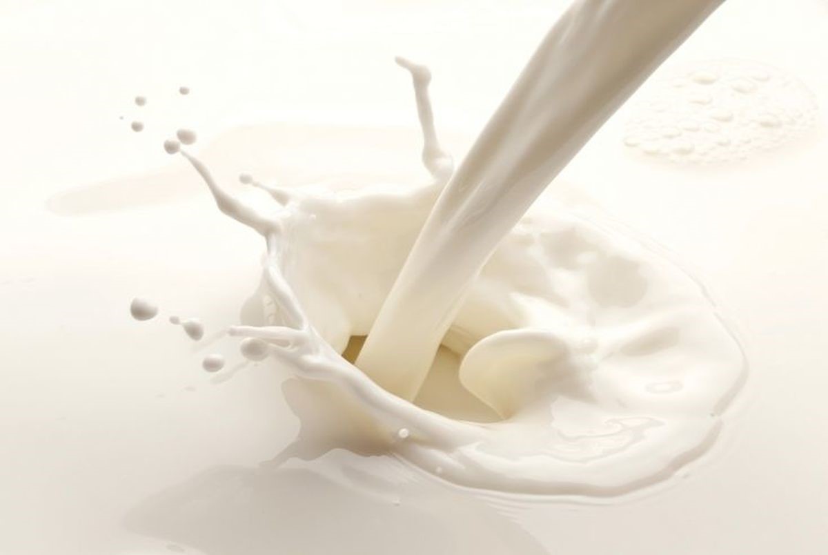 پروتئین موجود در شیر خشک